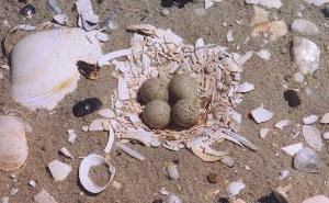 Piping plover nest