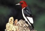 Red-headed woodpecker