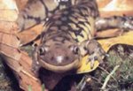 Eastern Tiger Salamander