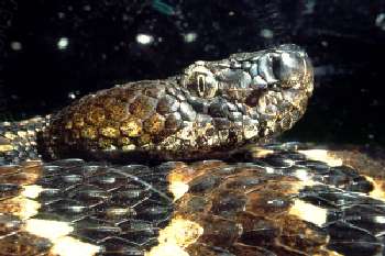 Timber rattlesnake close-up