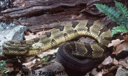 Timber Rattlesnake