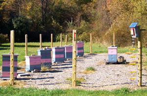 Fenced in beehives