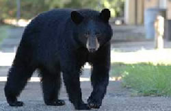 Bear in neighborhood