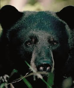 Black bear