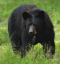 Black bear