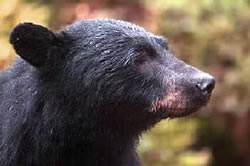 Bear head