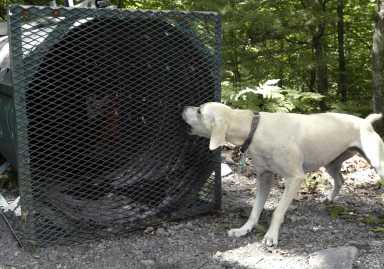 Aversive conditioning of bear with dog