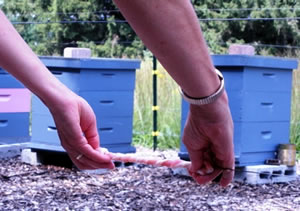 Baiting electric fence wire