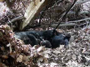 Sow with cubs in ground den