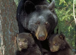 Bear with cubs