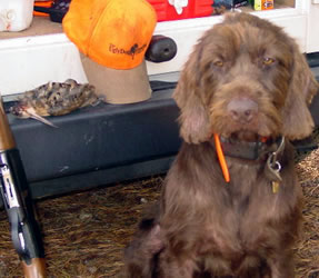 Dog with woodcock