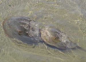 Two horseshoe crabs