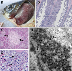 Cyprinid herpesvirus-2 causing HVHN