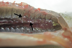 Digenean cysts in sunfish kidney