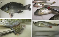 Bluegill with Lymphocystis