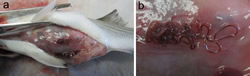 Roundworm in striped bass