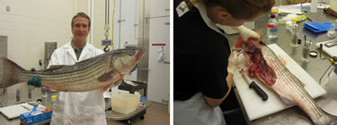 Striped bass in lab