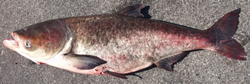 Bighead Carp