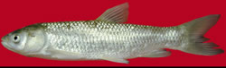 Grass Carp