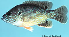 Green Sunfish