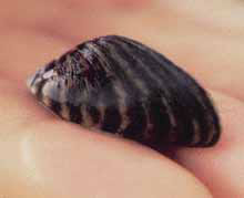 Zebra Mussel