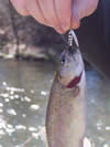 Trout caught at Mulhockaway Creek