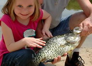 Black crappie