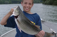 Hybrid striped bass