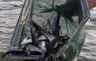 Stocking salmon