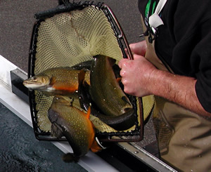 Stocking trout