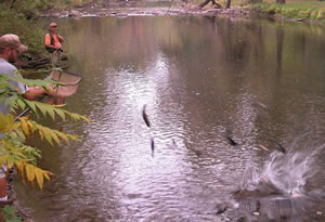 Stocking trout