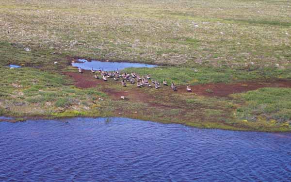 Arctic Canada Goose Habitat