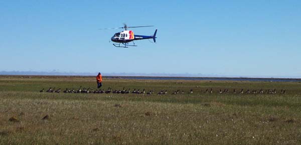 Moving geese toward nets