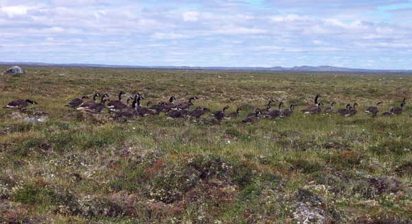 Brood flock in typical tundra habitat