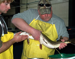 Stripping eggs from northern pike