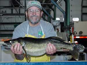 Mike Pirello with walleye
