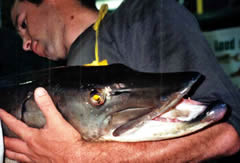 Muskie head is controlled during stripping
