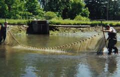 Seining for northern pike