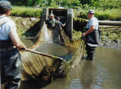 Seine net is gathered