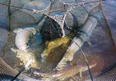 Trapnet of muskellunge