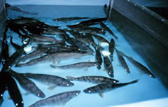 Walleye broodstock in tank