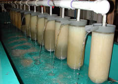 Five million incubating walleye eggs