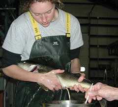 Walleye being stripped of eggs
