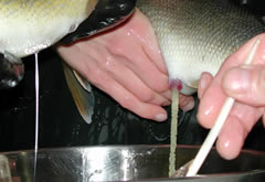 Male and femail walleye are spawned