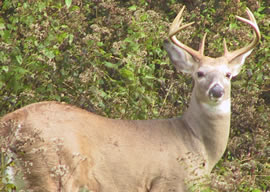 Large buck