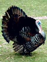 Gobbler