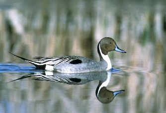 Pintail - courtesy of US FWS