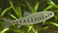 Year old rainbow trout