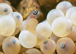Trout eggs
