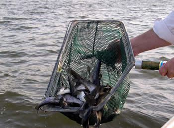 Salmon are stocked